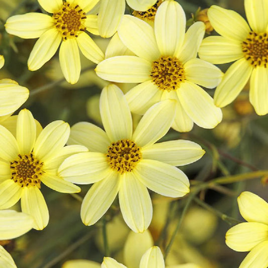Coreopsis verticillata 'Moonbeam'
