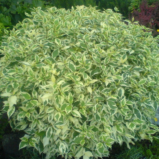 Cornus alba 'Kesselringii'