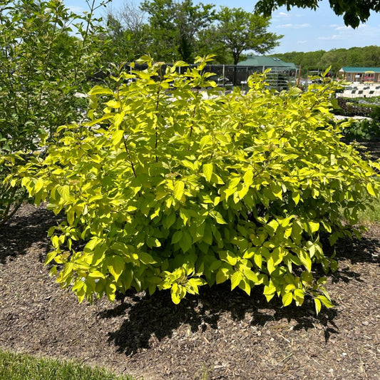 Cornus alba 'Neon Burst' F.E.