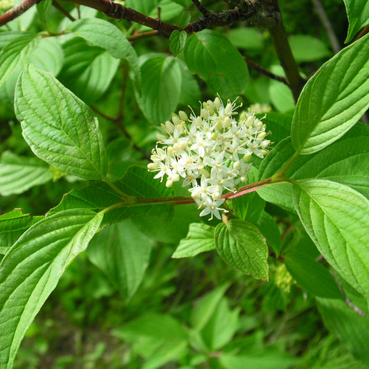 Cornus stolonifera (C. sericea)