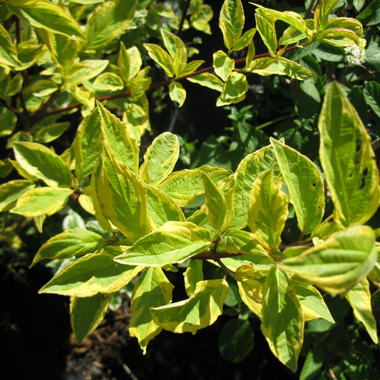 Cornus alba 'Gouchaultii'
