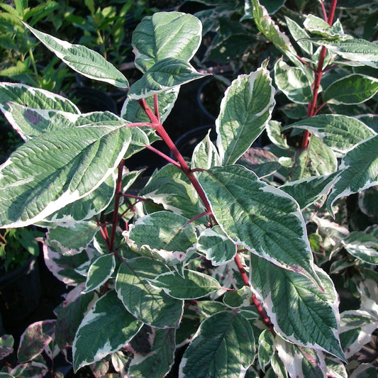 Cornus alba 'Sibirica'