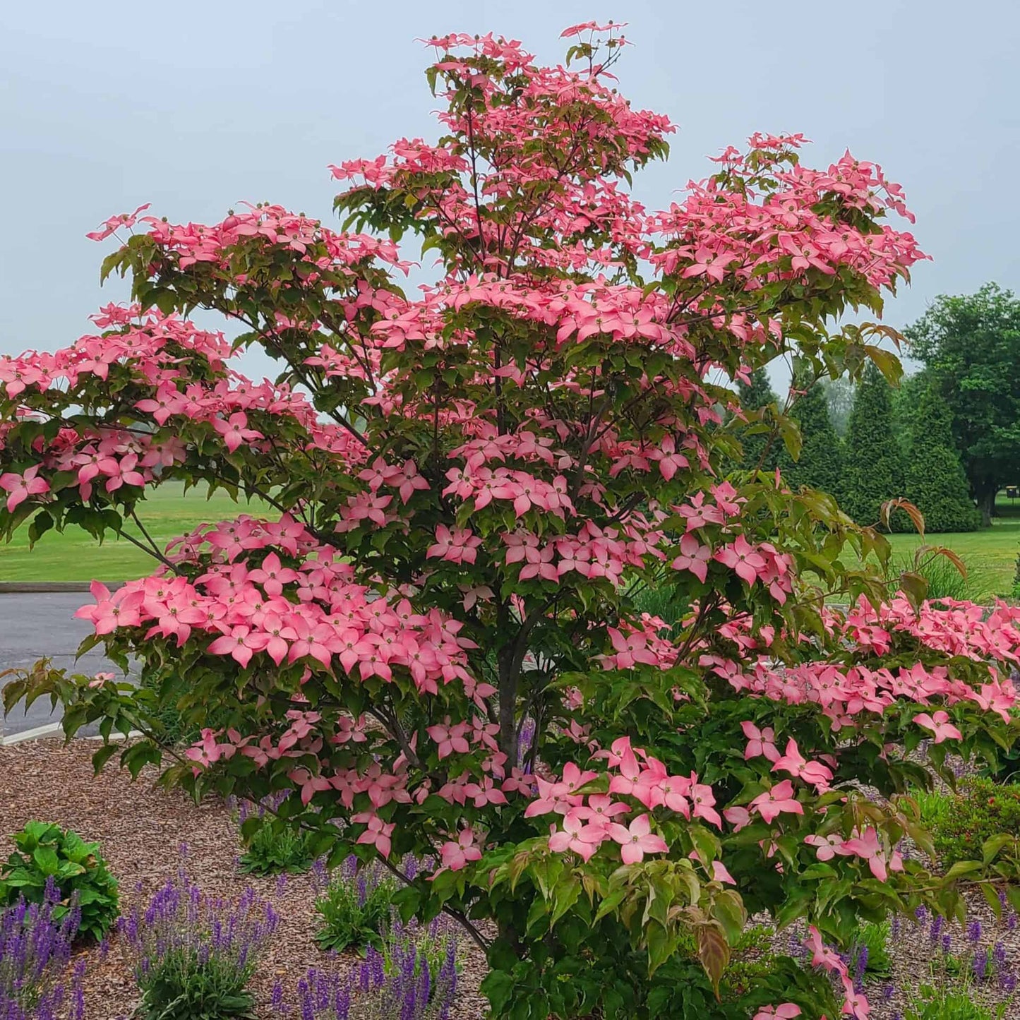 Cornus kousa 'Rutpink' Scarlet Fire Dogwood
