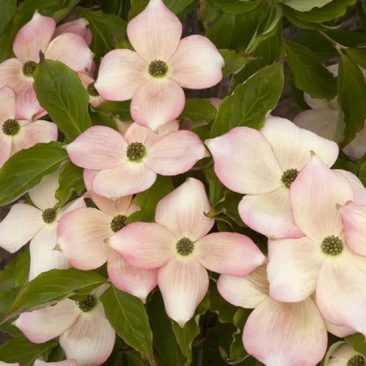 Cornus x Rutgan Stellar Pink Dogwood