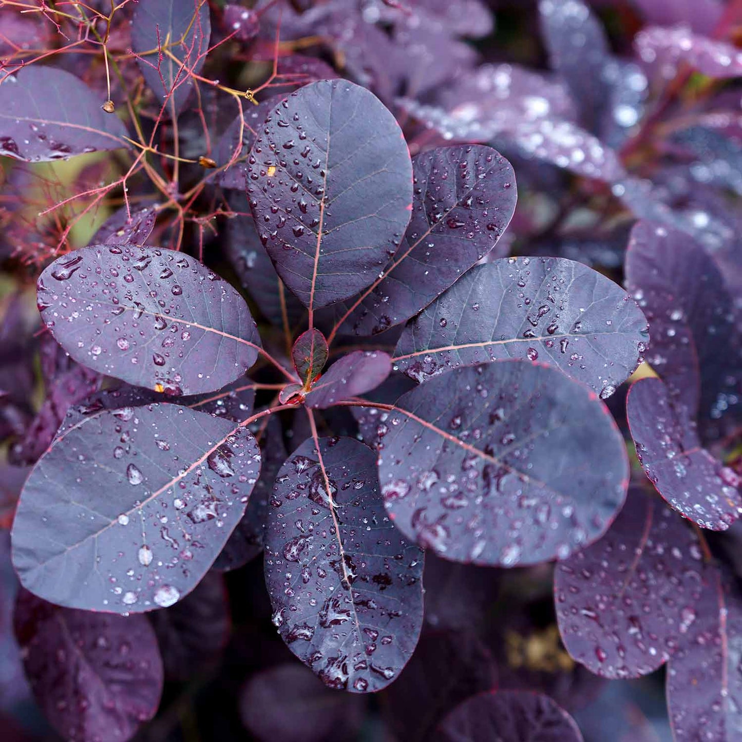Cotinus coggygria 'Royal Purple'