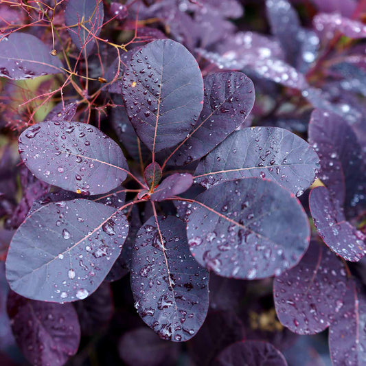 Cotinus coggygria 'Royal Purple'