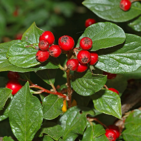 Cotoneaster acutifolius (C.lucidus)