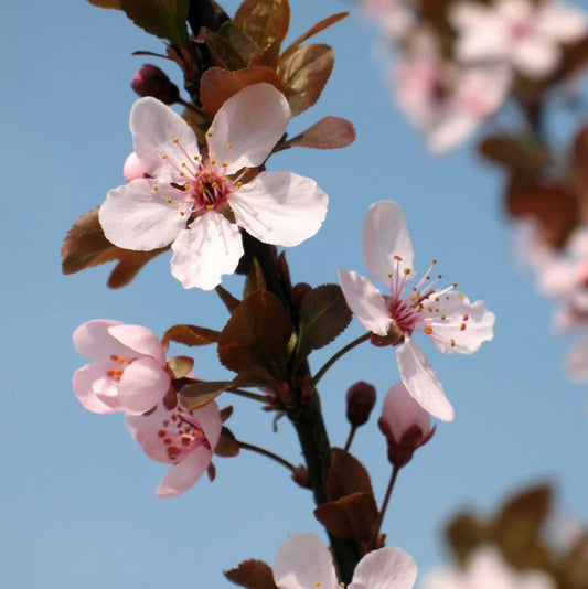 Prunus cerasifira 'Crimson Pointe'