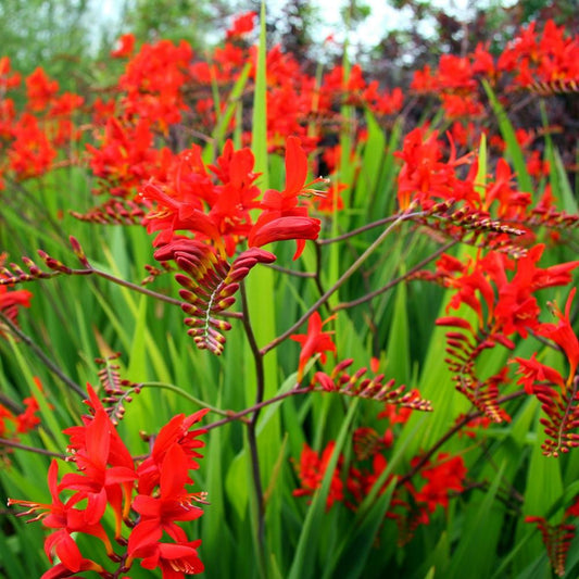 Crocosmia 'Lucifer'