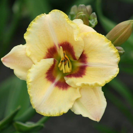 Hemerocallis 'Custard Candy'