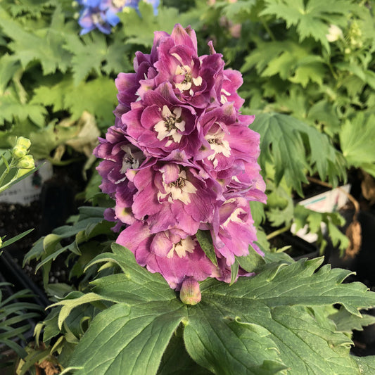 Delphinium 'Rose White Bee'