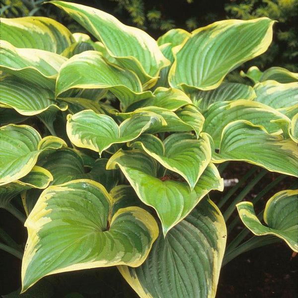 Hosta 'Victory'