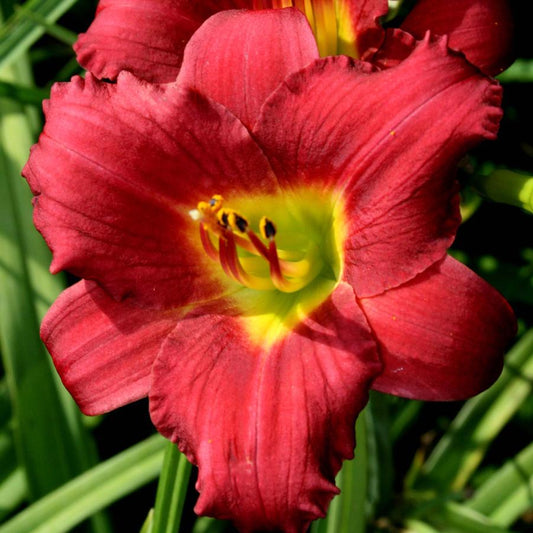 Hemerocallis 'Ruby Stella'