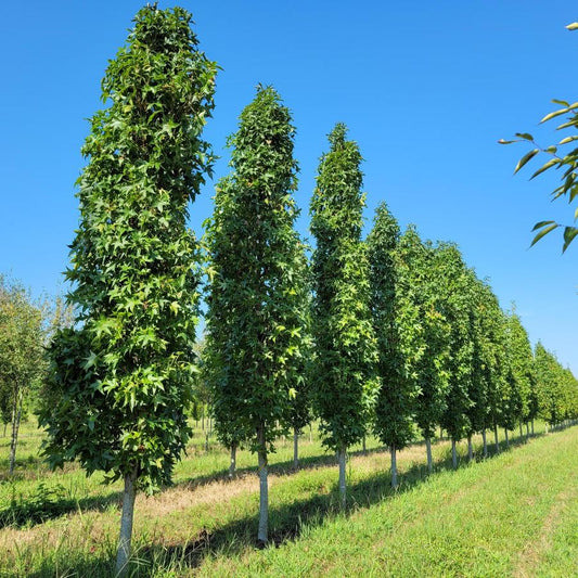 Liquidambar styraciflua 'Slender Silhouette'