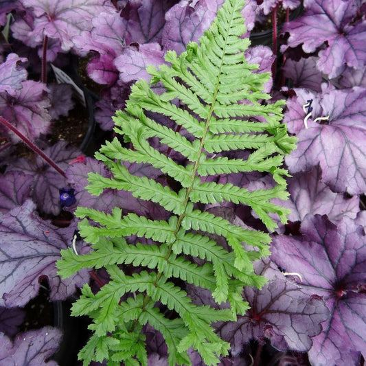 Dryopteris affinis 'Cristata The King'
