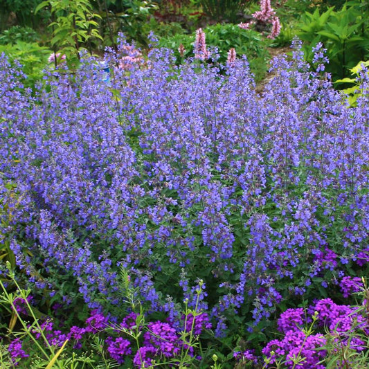 Nepeta faassenii 'Walker's Low'