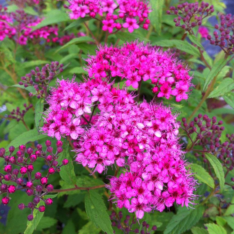 Spiraea japonica 'Anthony Waterer'