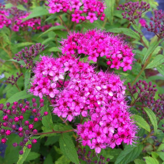 Spiraea japonica 'Anthony Waterer'