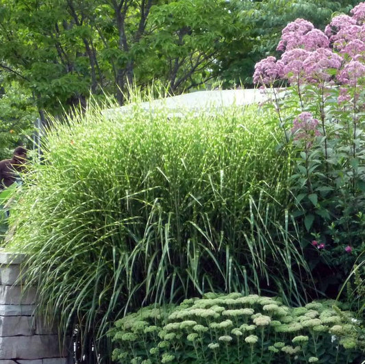 Miscanthus sinensis 'Zebrinus'