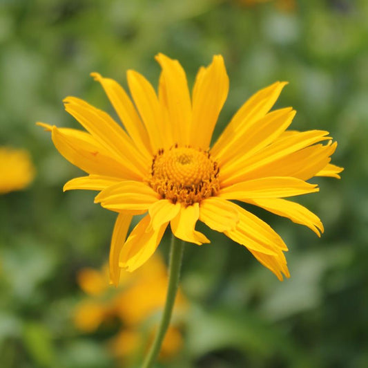 Heliopsis helianthoides 'Summer Sun'