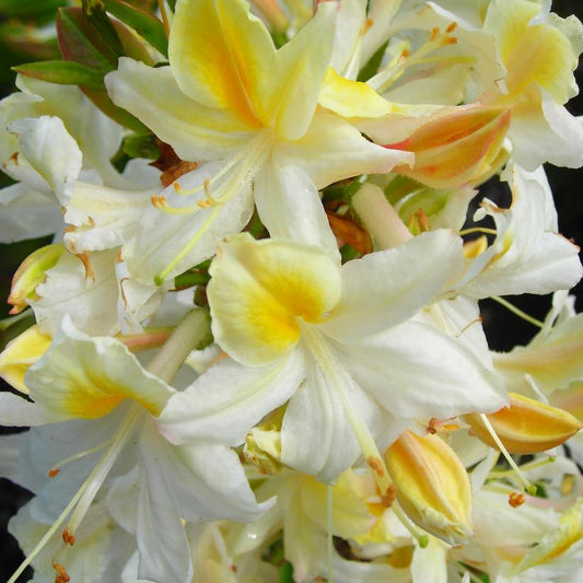Azalea 'Northern Hi-Lights'