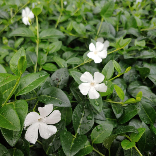 Vinca minor 'Alba'