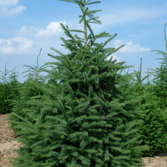 Picea glauca