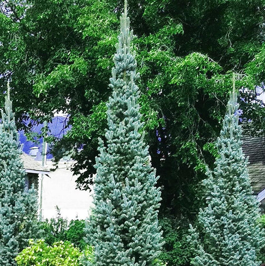 Picea pungens 'Fastigiata'