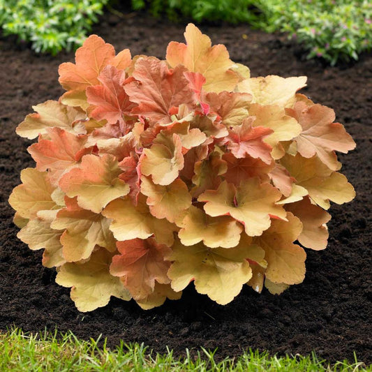 Heuchera villosa 'Caramel'