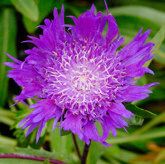 Stokesia laevis 'Peachie's Pick'