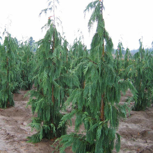 Chamaecyparis nootkatensis 'Pendula'