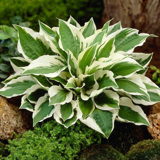 Hosta 'Patriot'