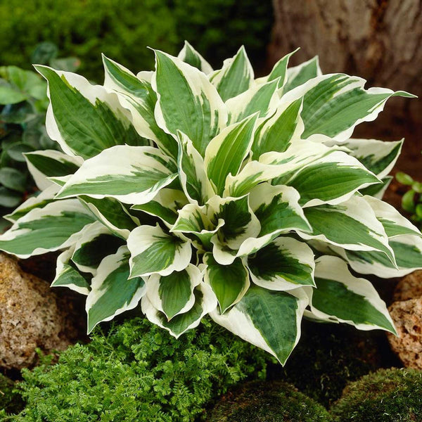 Hosta 'Patriot'