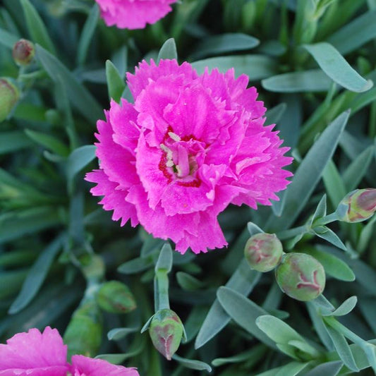 Dianthus 'Everlast Orchid'