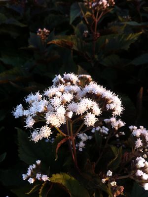 Eupatorium 'Chocolate'