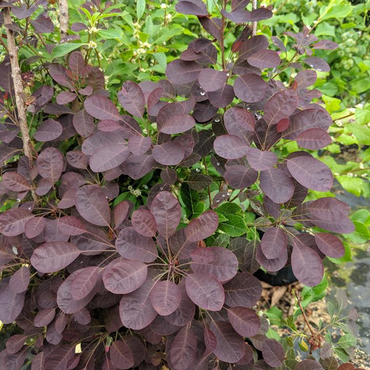 Cotinus coggygria 'Velveteeny'