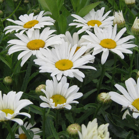 Leucanthemum superbum 'Silver Princess'