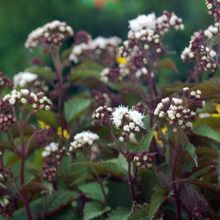 Eupatorium 'Chocolate'