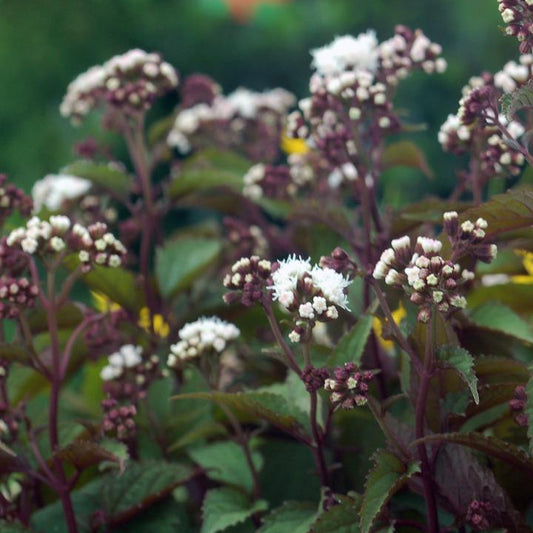 Eupatorium 'Chocolate'
