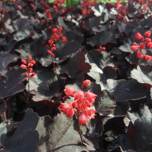 Heuchera 'Black Forest Cake'