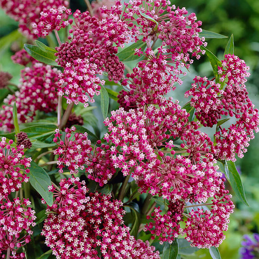 Asclepias incarnata