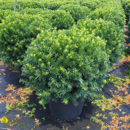 Taxus x media 'Densiformis'