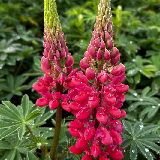 Lupinus Westcountry Red Rum