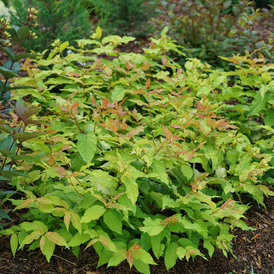 Diervilla 'Kodiak Fresh'