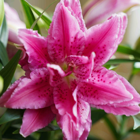 Lilium 'Roselily Esra'