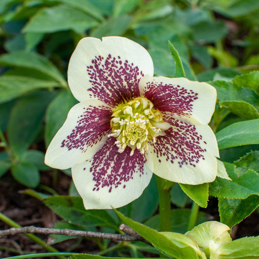 Helleborus 'Rio Carnival'