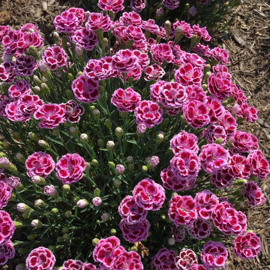 Dianthus plumarius 'Delilah Bicolor Purple'
