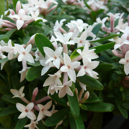 Daphne transatlantica 'Eternal Flagrance'