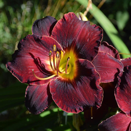 Hemerocallis 'Black Stockings'
