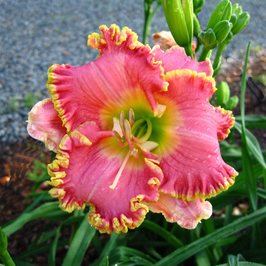 Hemerocallis 'Diva's Choice